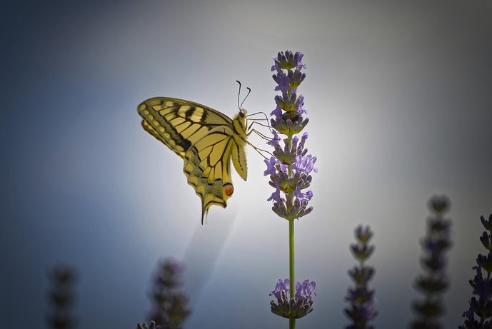 DSC_0141_DxO_DxO-Exposure%20(1)