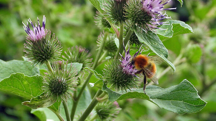 is this a tiny bumble bee