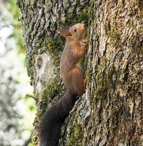 squirrel on tree-4