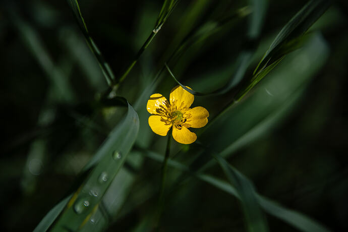 butter cup insect 01