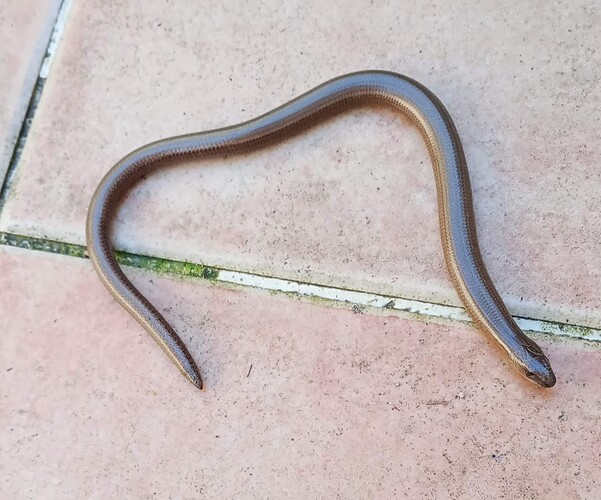 SLOW WORM ON BACK PATIO 2