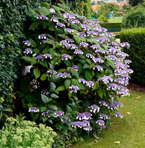 16%2007%202012%20hydrangea%20confusion
