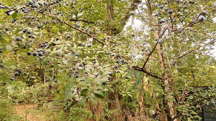 vlcsnap-2020-08-23-12h54m30s915 - Blue berries outside the back door