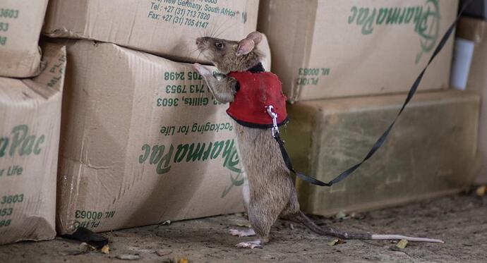 Rat-sniffing-boxes-for-contraband