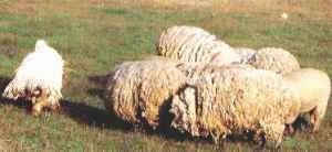 Komondor (Hungarian Sheepdog) (Hungarian Komondor)