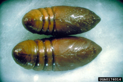 Pine processionary moth - pupa