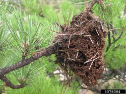 Pine processionary moth