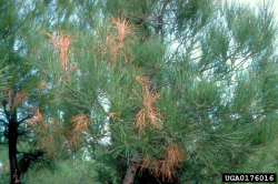 Pine processionary moth - damage