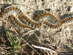 Pine processionary moth