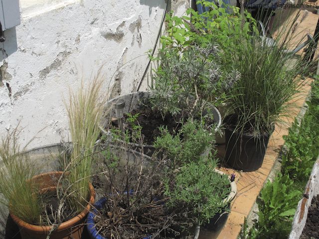 What shall I plant in this bank? - Page 2 - General Discussion - Survive  France