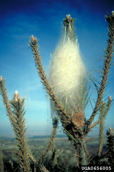 Pine processionary moth - winter nest in a cold area