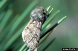 Pine processionary moth - adult