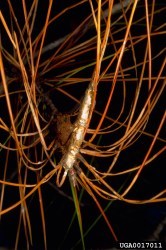 Pine processionary moth - egg mass