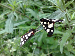 Moths in France