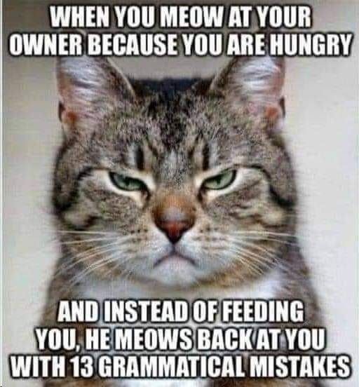 hungrycat.jpg.15452f838cd26da229560e0955d7ab6a