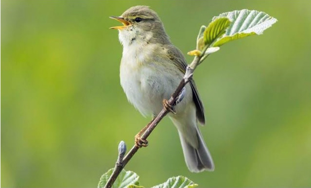 willow warbler