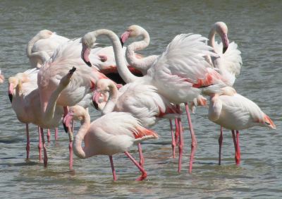 flamingoes