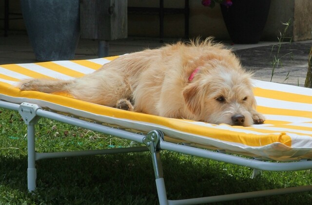 Bertie sunbathing