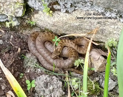 Smooth-snake-Julie-Roberts-