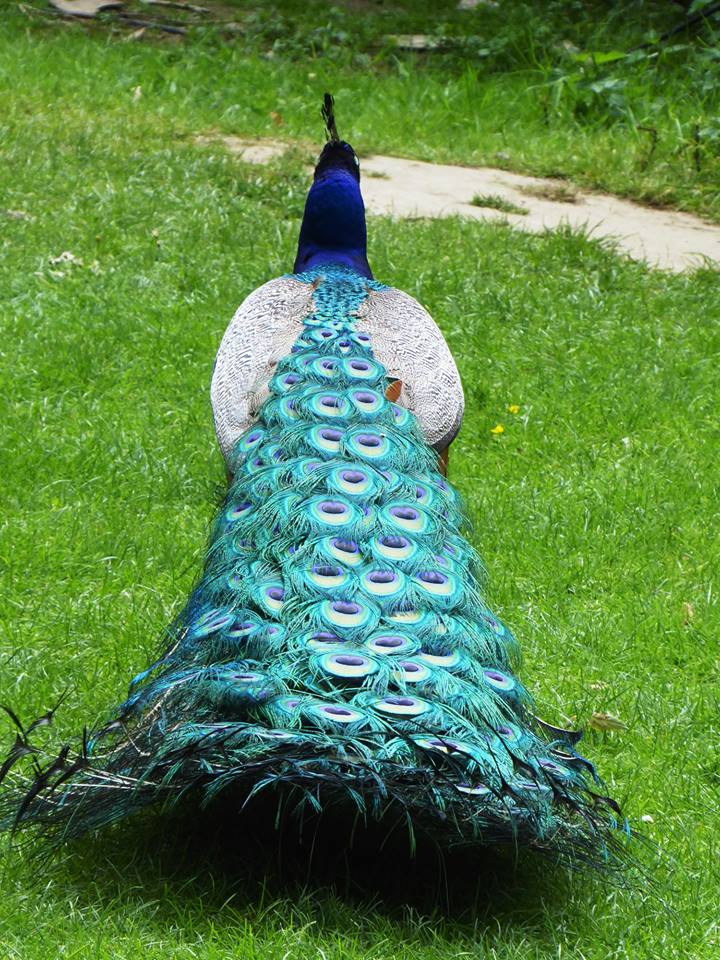ecpeacock3