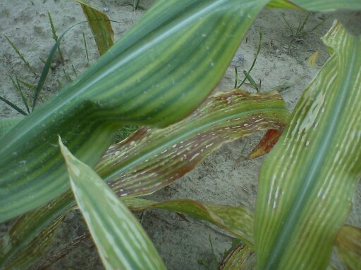 Maize_of_magnesium_deficiency,_symptoms_on_leaves