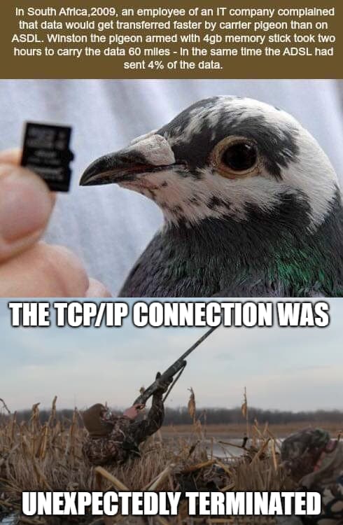 Pigeon