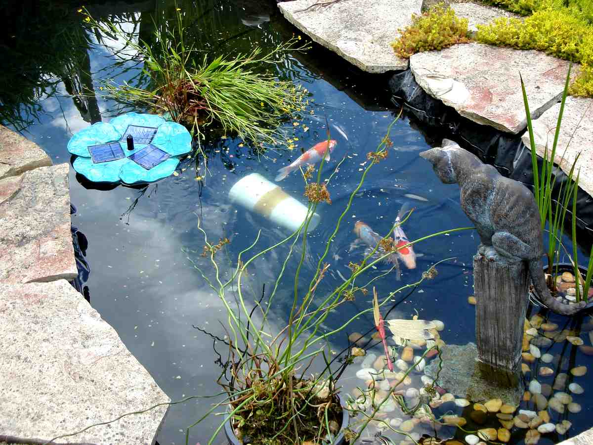 Fish%20pond