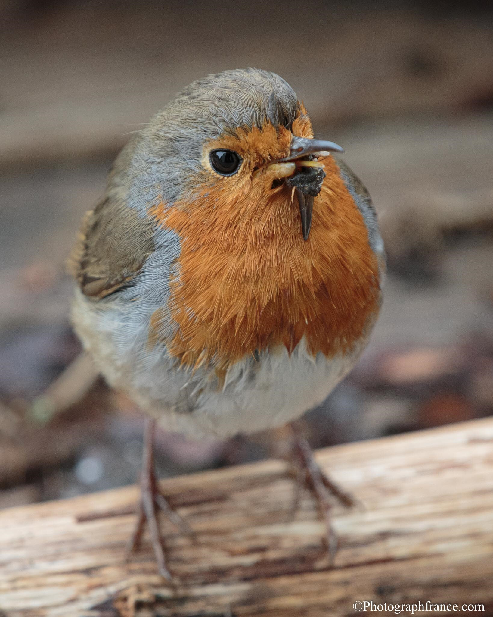 Robin  Happy Beaks