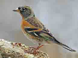 brambling