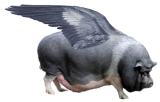 320px-Sus_scrofa_avionica