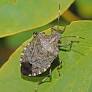 stinkbug