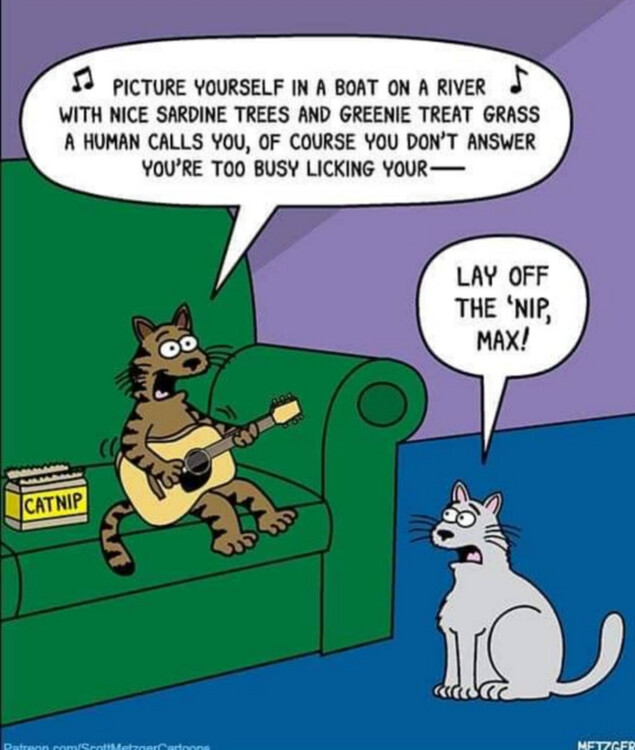 A little mid-week humour to lighten the mood - Page 300 - Comedy/Humour ...
