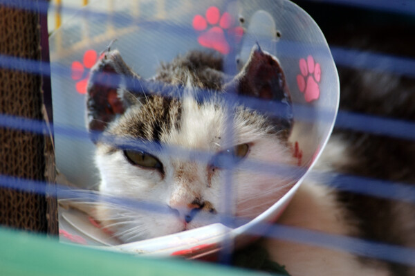 sun-induced ear cancer