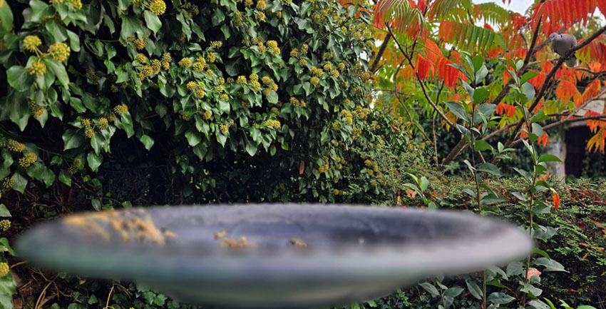 hungry collared dove