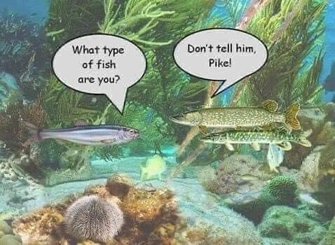 Pike