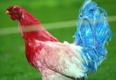 French Rugby Cock