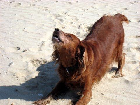 Nina-Royanbeach