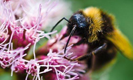 A bumblebee on a flower